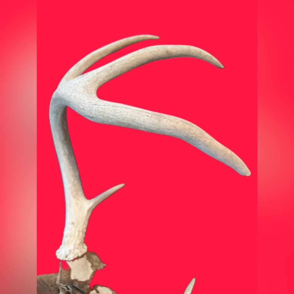 SMALL Natural Deer Wild Antler Dog
Chews Size 12" Natural Whole Deer